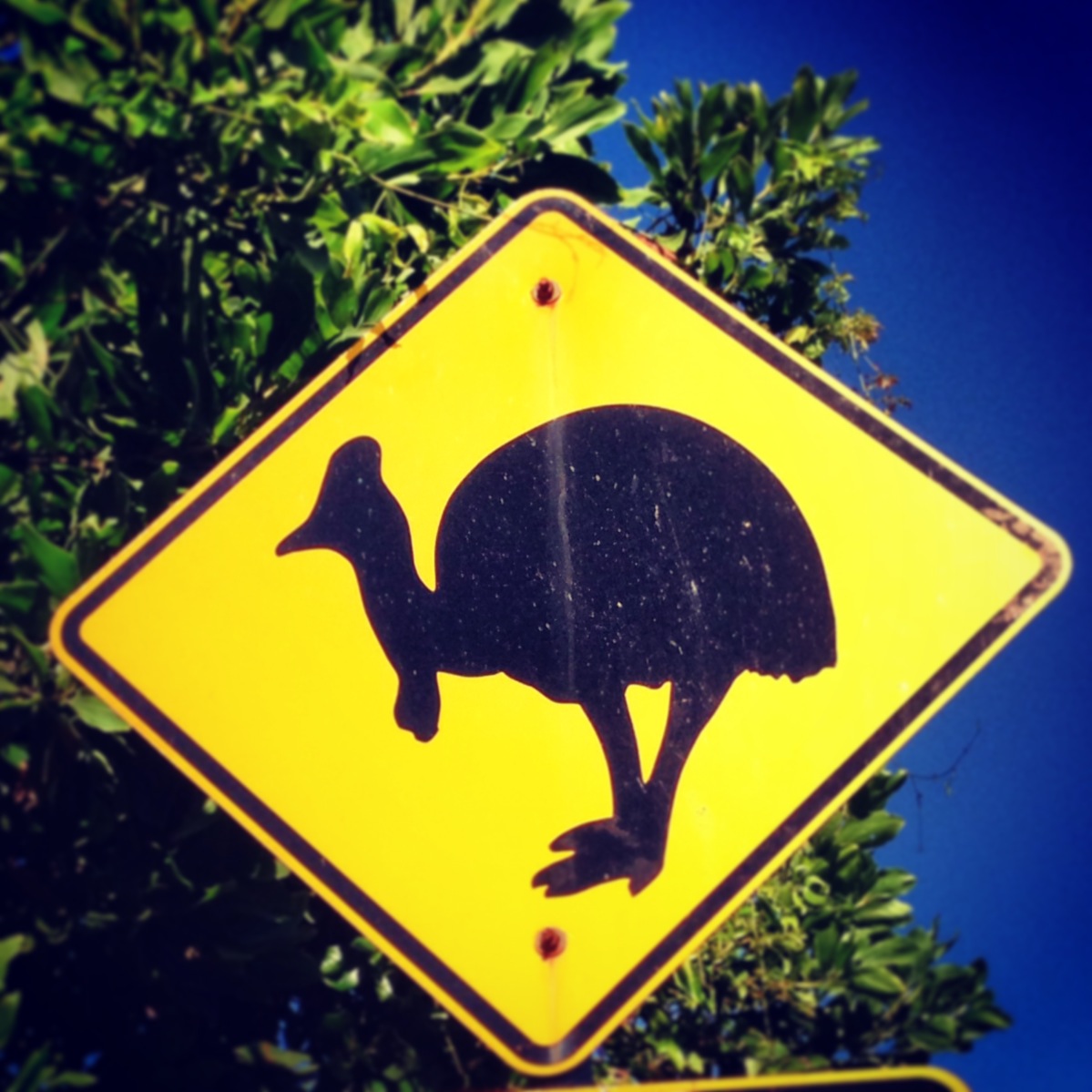 A Cassowary road sign