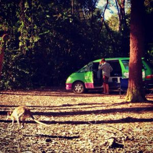 A wallaby by our campervan at Ferns Hideaway Resort, Australia