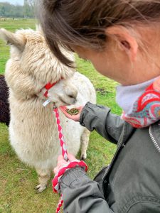 Giving my alpaca Walter a snack while on a morning alpaca walk with Hensting Alpacas.