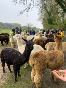 At then end of the alpaca walk with Hensting Alpacas the animals are let out to graze, you can say thank you to them by offering a snack.
