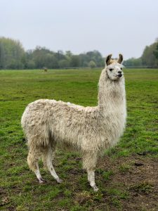 Hensting Alpacas resident llama