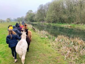 Walking with alapacs along the River Itchen