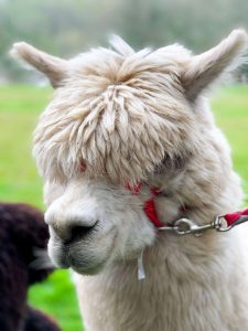 A portrait image of Walter the alpaca