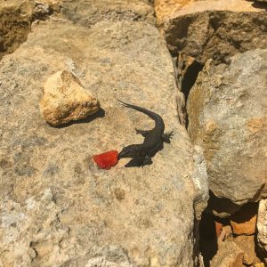 A black lizard on Illa de l'Aire, Menorca