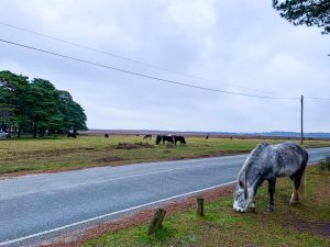 The New Forest, Beaulieu Road.