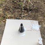Volcano experiment during lockdown
